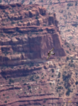 Peregrine Falcon 1751